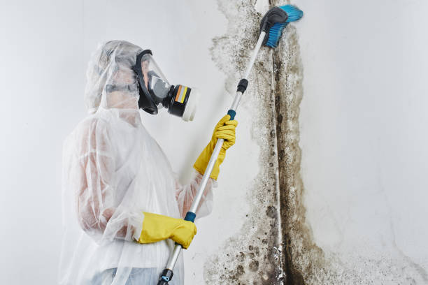 Best Mold Testing  in Edgeworth, PA