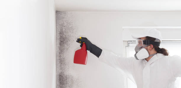 Best Certified Mold Removal  in Edgeworth, PA