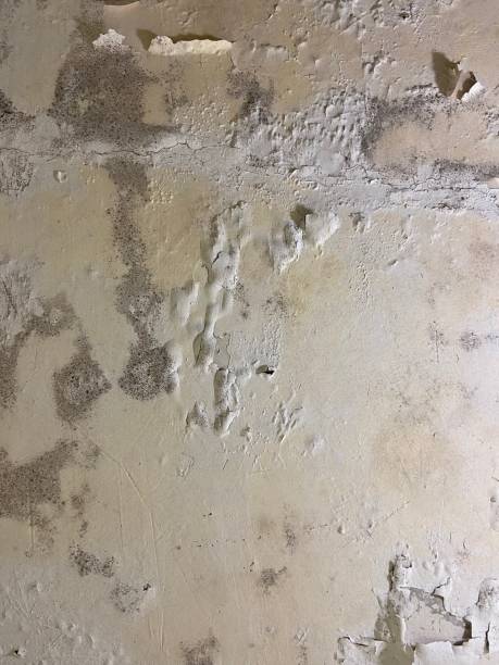 Best Home Mold Removal  in Edgeworth, PA