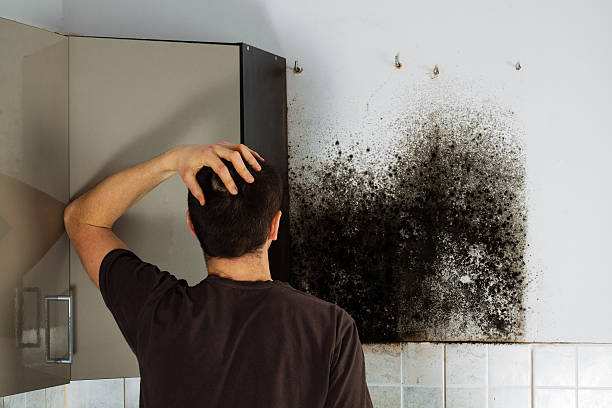 Edgeworth, PA Mold Removal Company