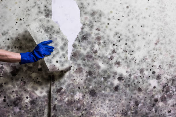 Mold Testing and Removal in Edgeworth, PA