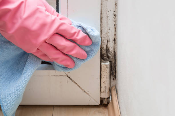 Best Fast Mold Removal  in Edgeworth, PA