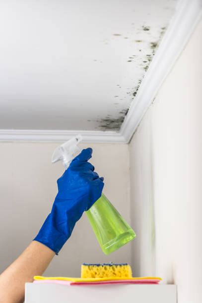 Home Mold Removal in Edgeworth, PA